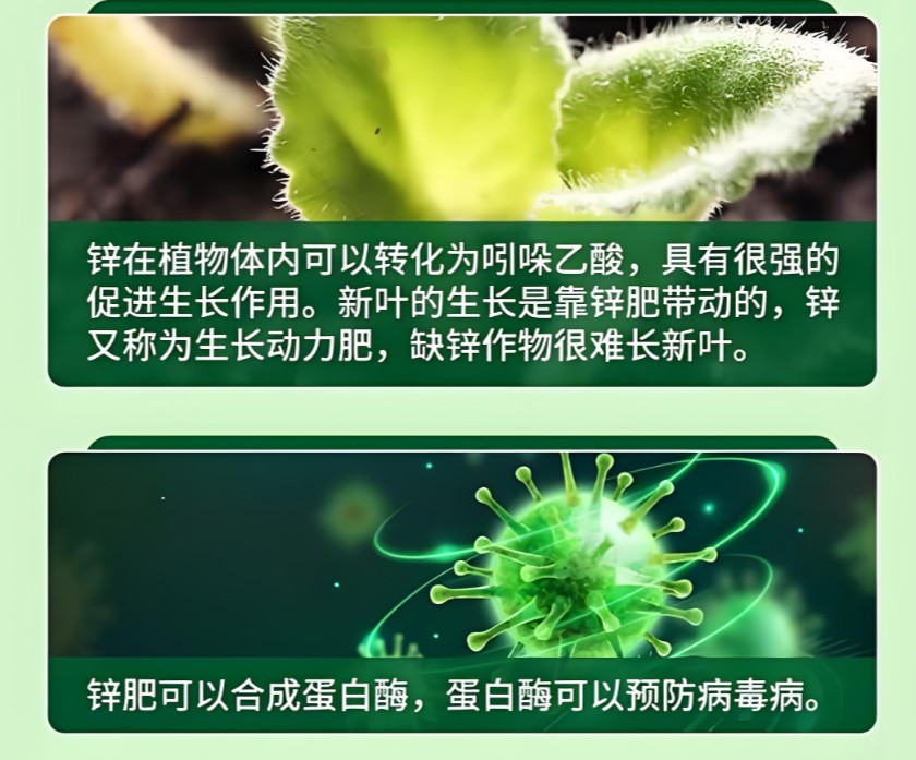    鋅對(duì)作物生長(zhǎng)的重要性